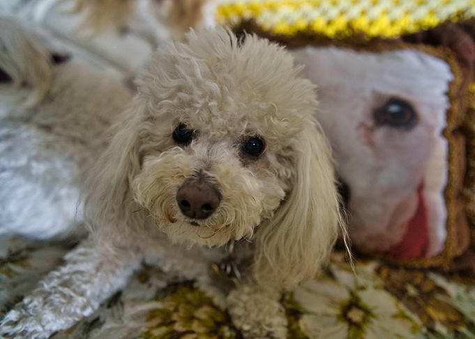 Poodle