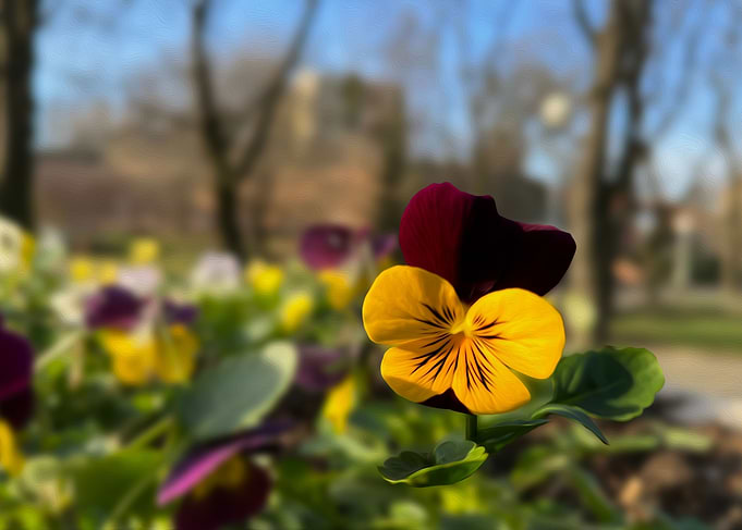 Burgundy yellow pansy