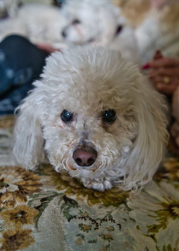 Poodle