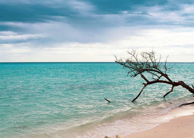 Tree at the Sea Beach