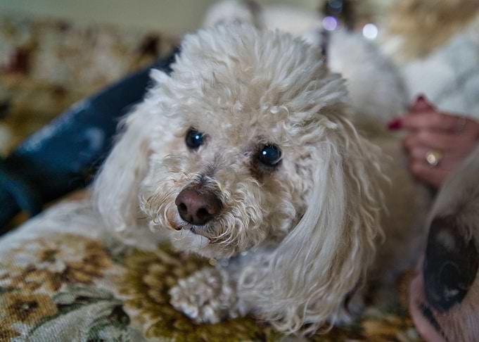 Poodle