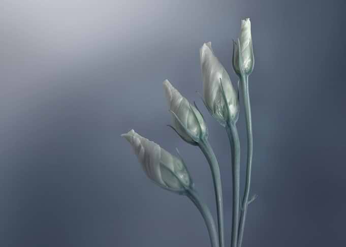 White Eustoma in a vase