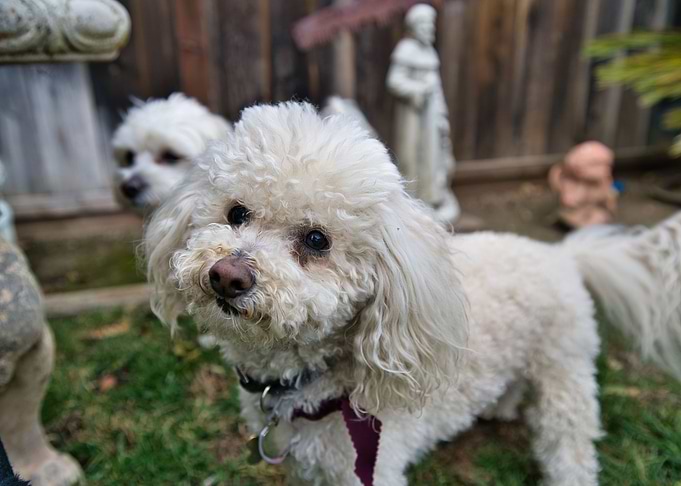 Poodle