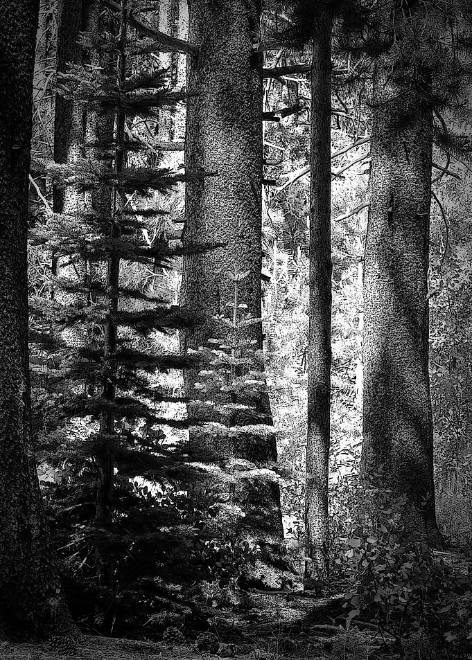 Forest Light