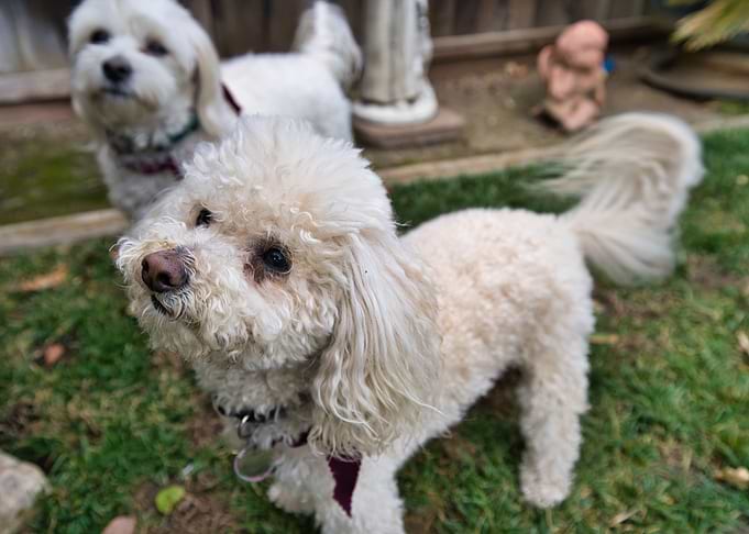 Poodle