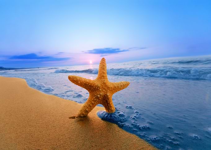 Star Fish at the Sea Beach