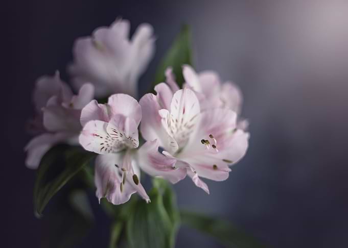 Pink flower, macro, garden