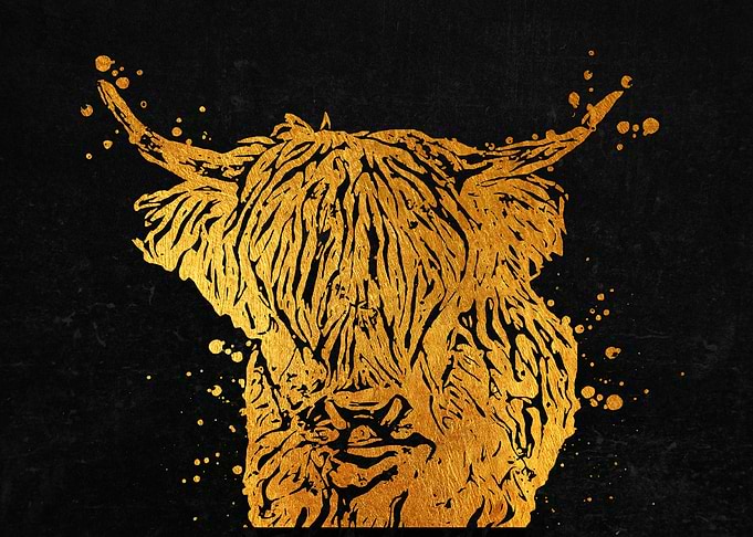 Highland Cow