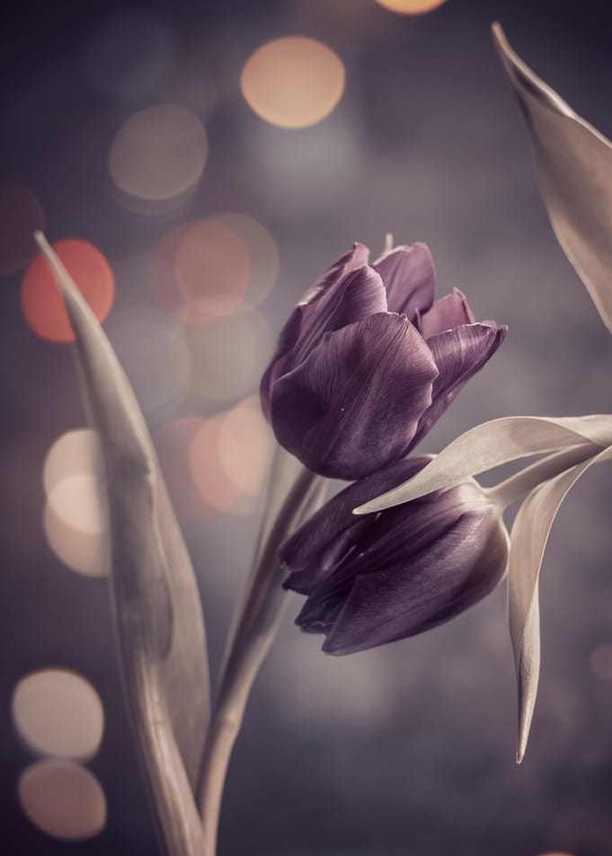Purple tulips, macro