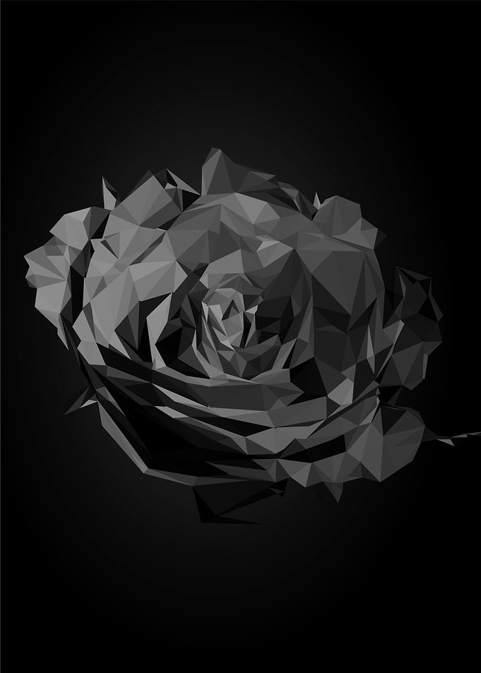 rose flower