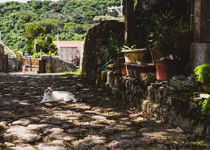 Okinawan Cat