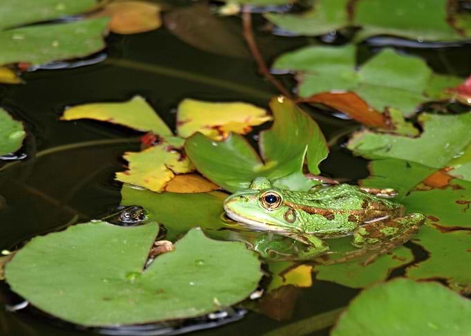 Frog in pond