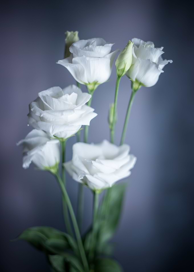 White flowers bouquet