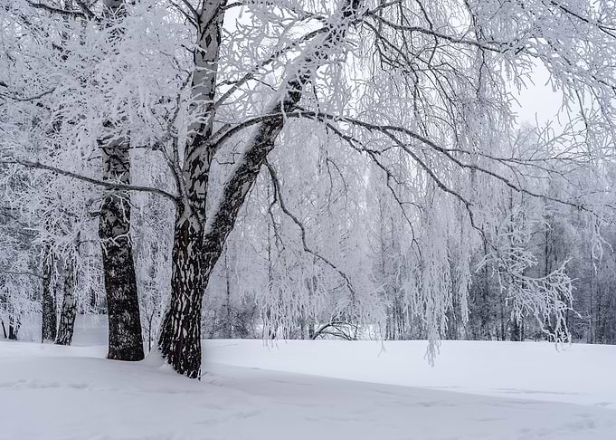 Winter snowy landscape