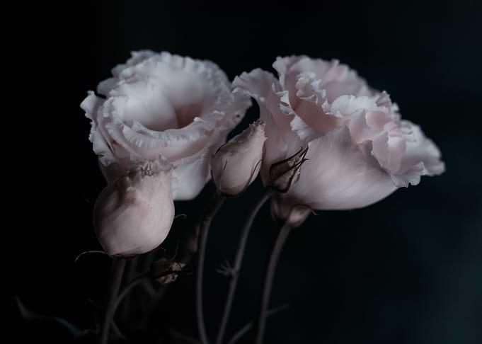 Pink flower, macro, garden