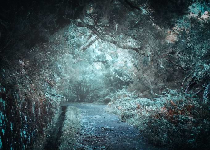 Forest, Madeira, Portugal