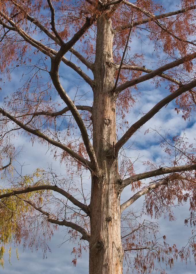Trees
