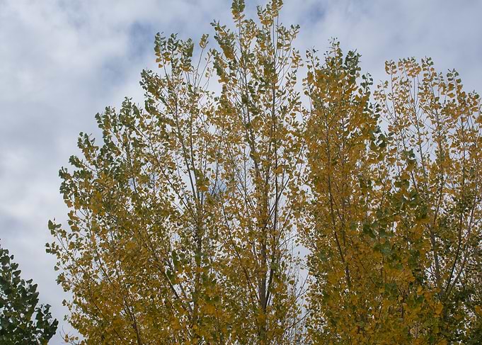 Leaves
