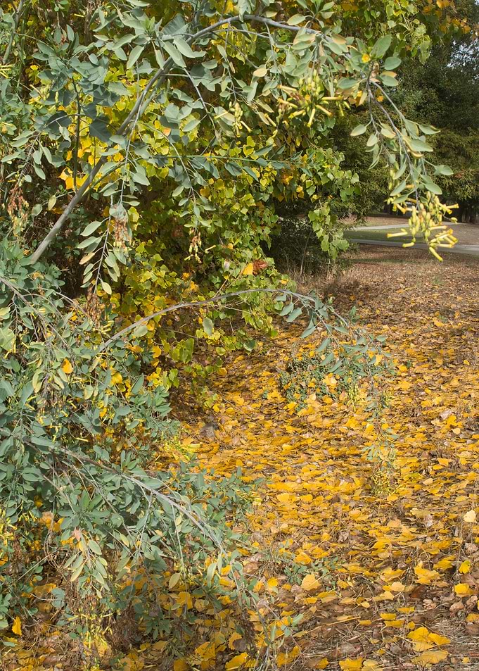 Leaves