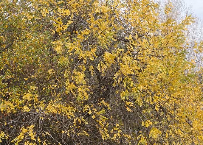 Trees