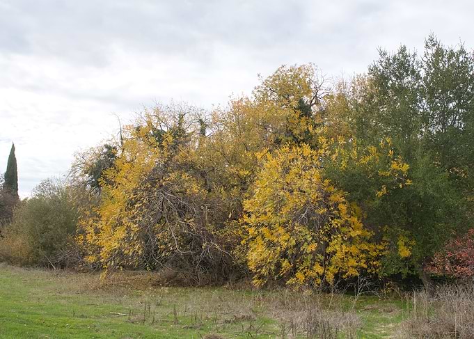 Trees