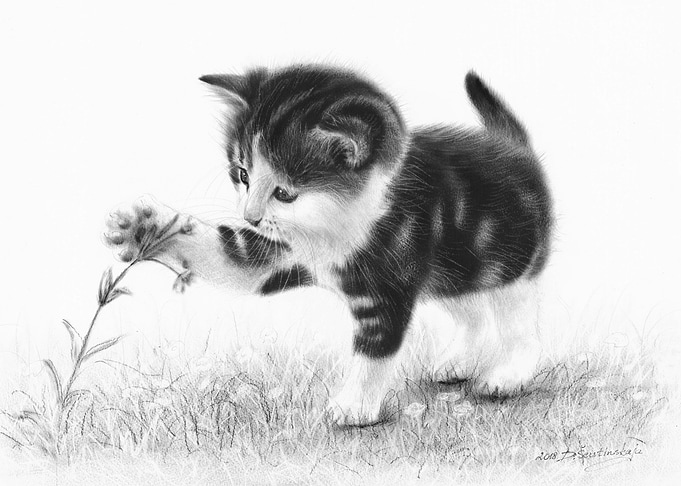 Curious Kitten
