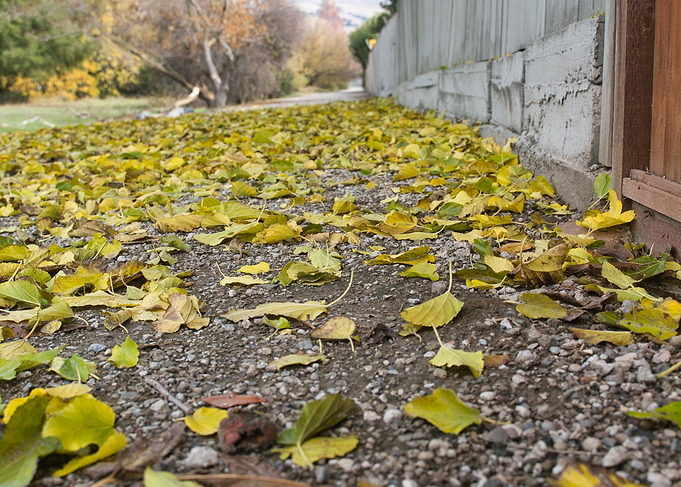 Leaves