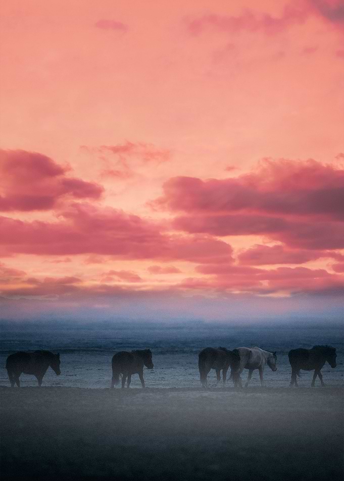 Sunset horses