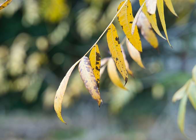Leaves