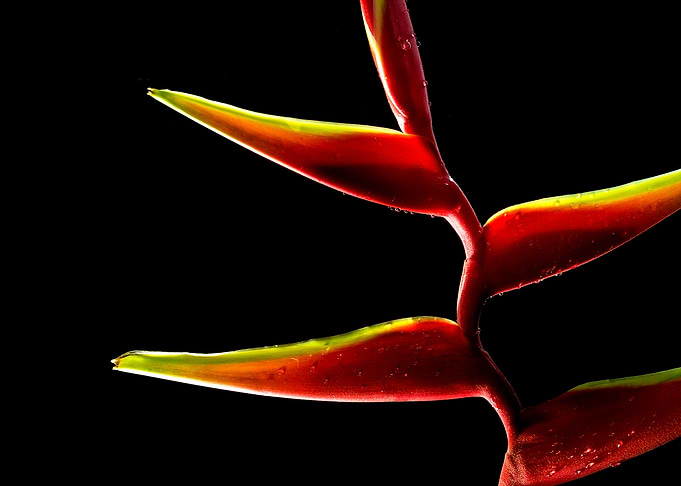 Heliconia flower in black
