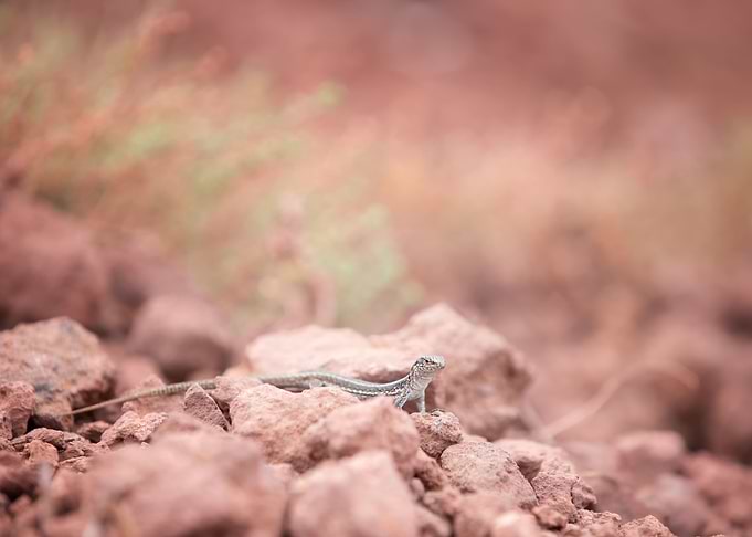 Lizard on the rock