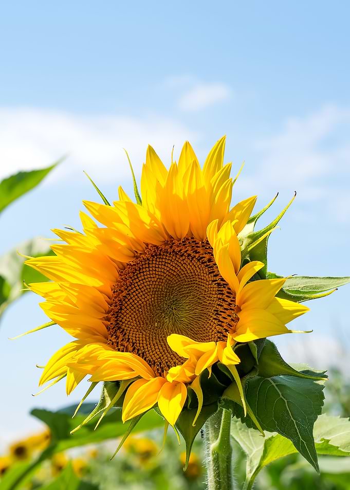 Sunflower