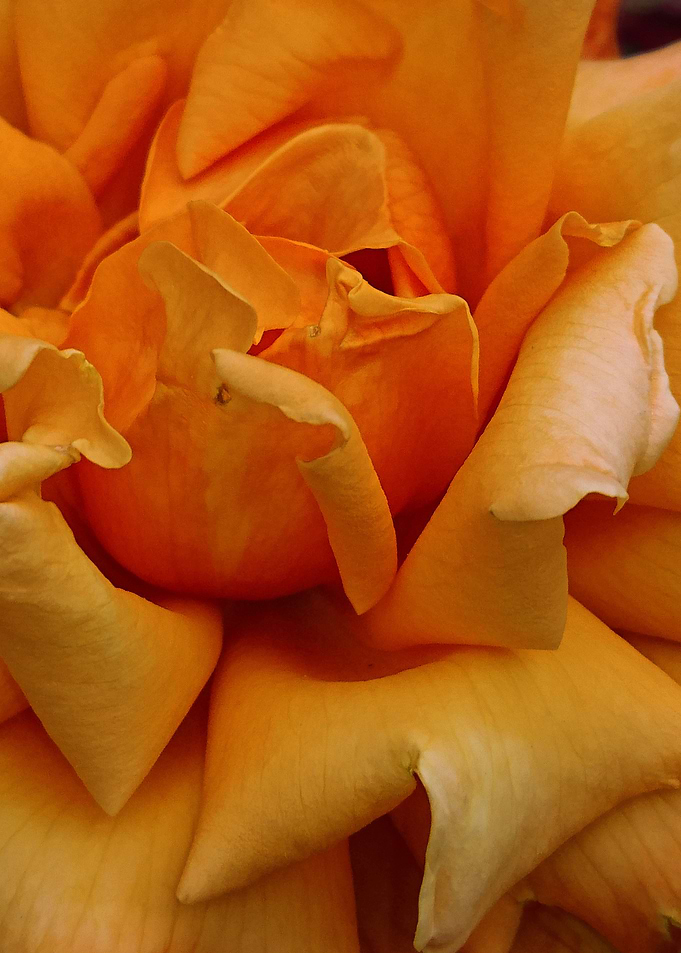 Rose 9