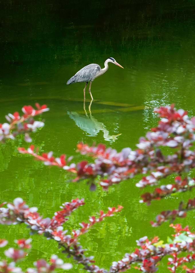 Heron