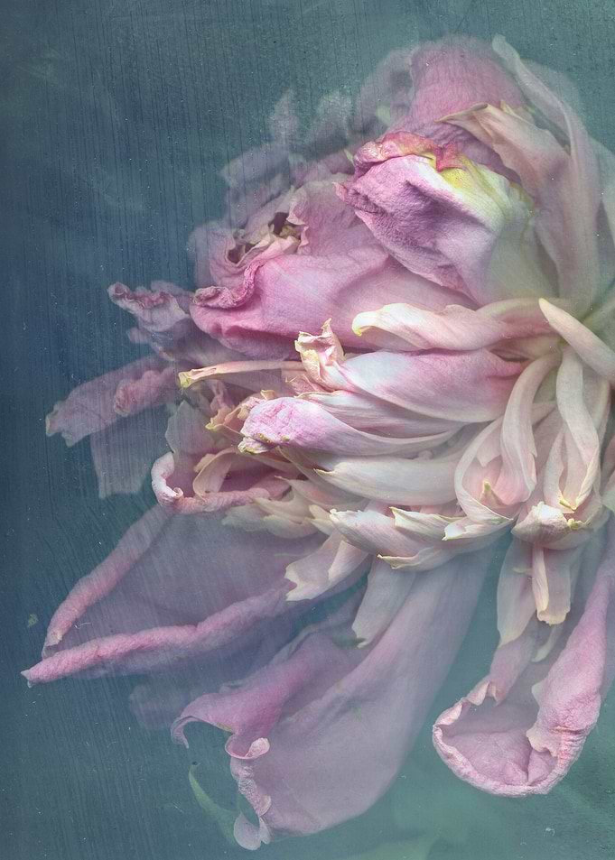 Peony in ice