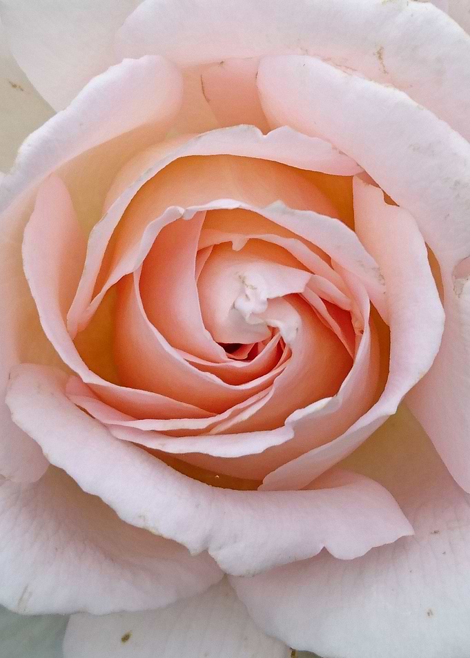Rose 10