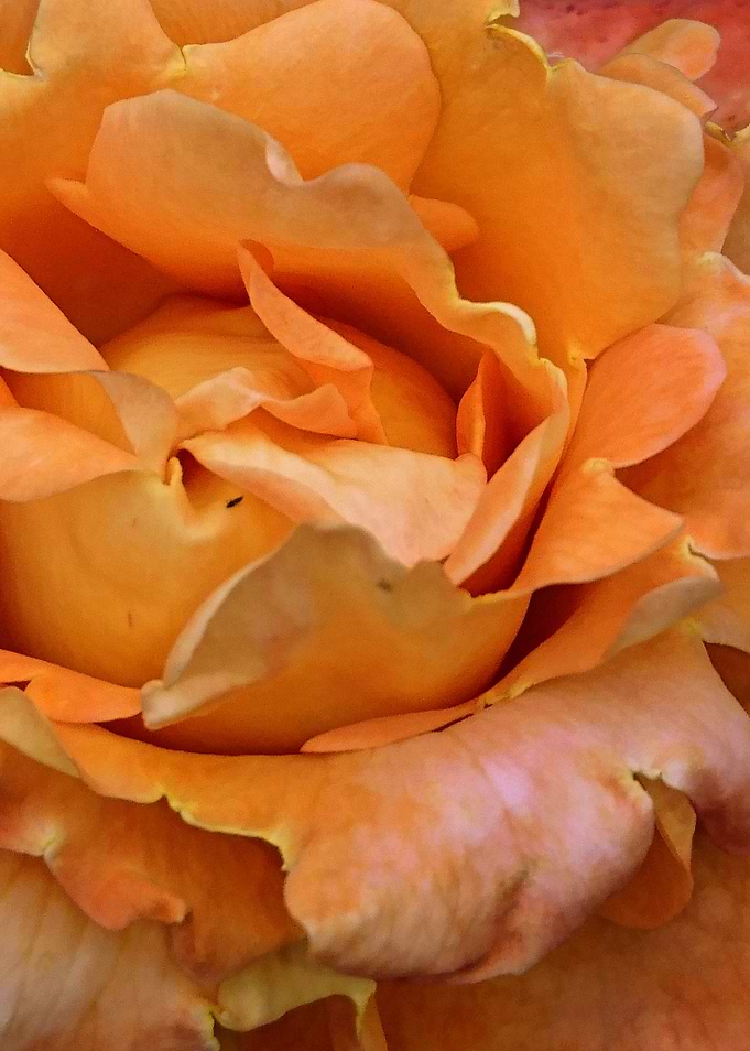 Rose 5