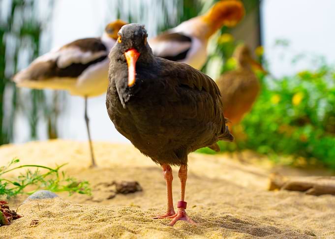 Bird