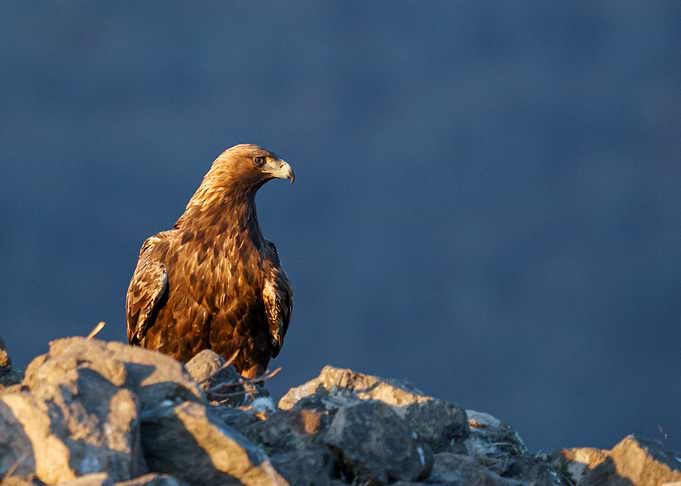 Golden eagle waiting for a