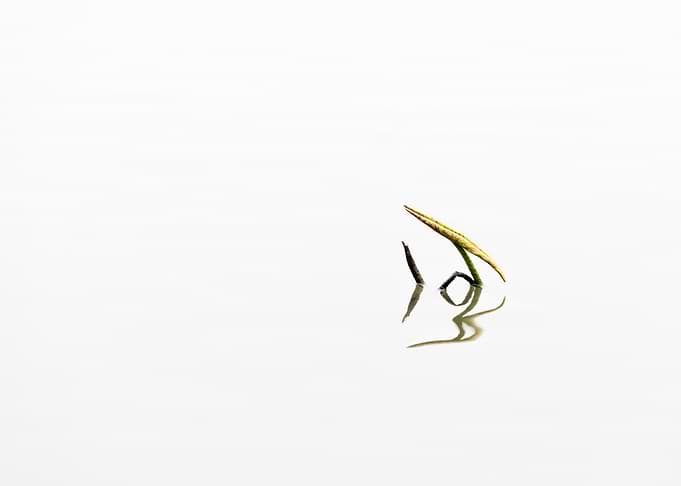 Residual Lotus