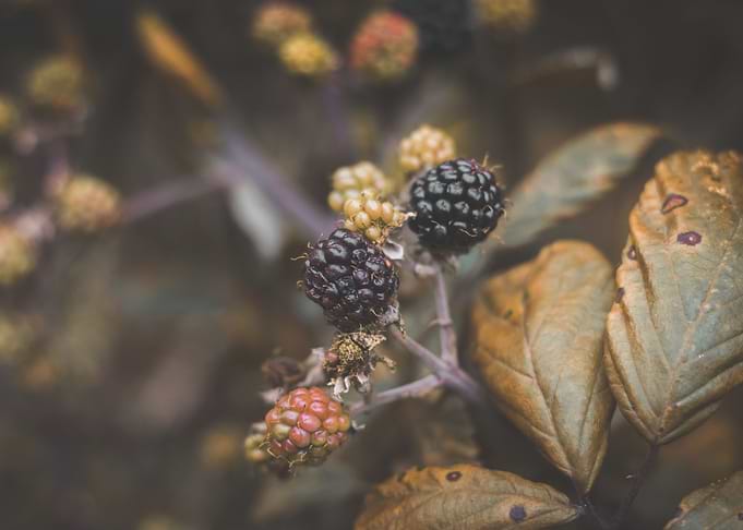 Wild Berries