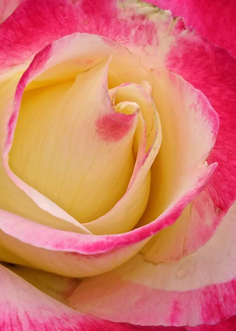 Rose 3