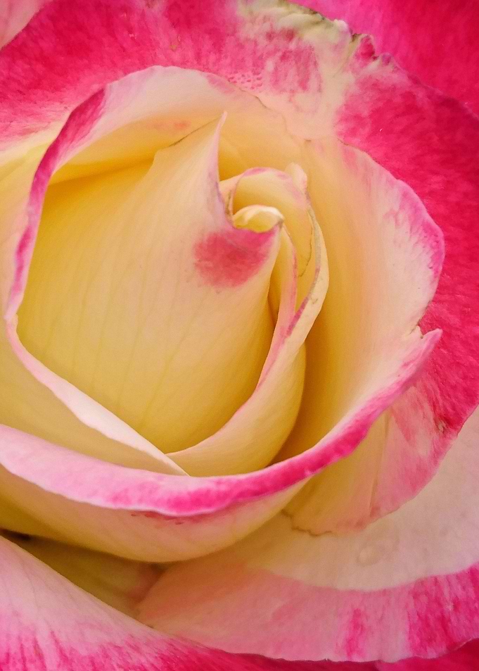 Rose 3