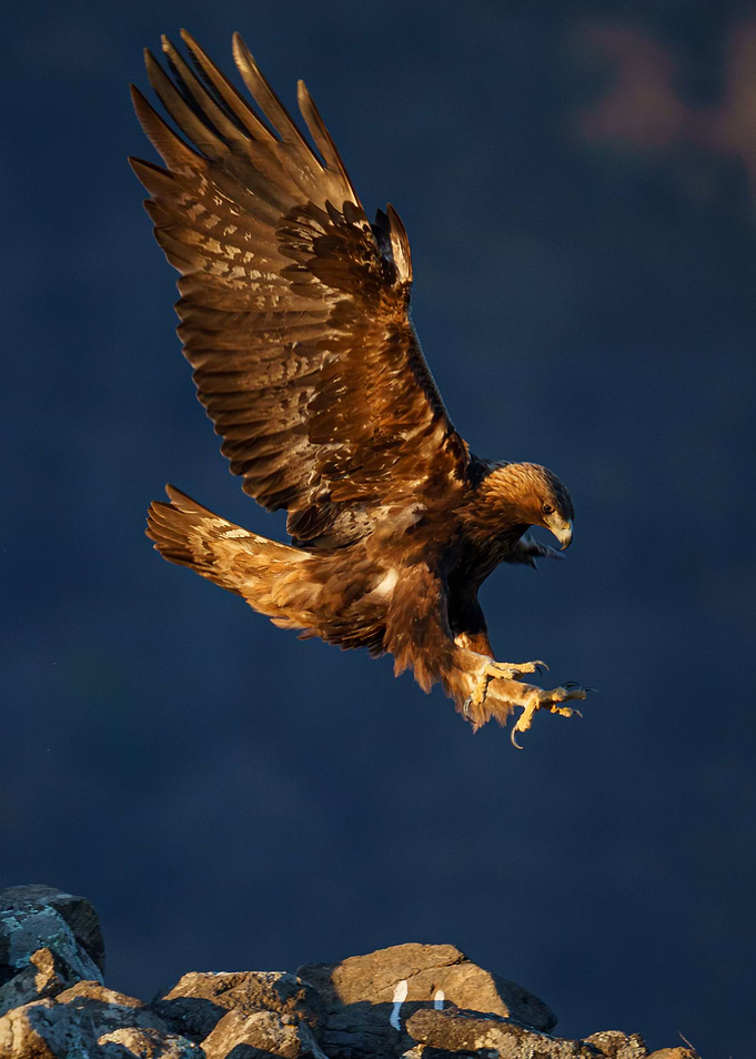 Golden eagle in flight