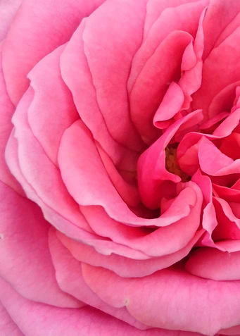 Rose 1
