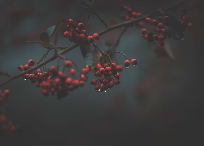 Wild Berries