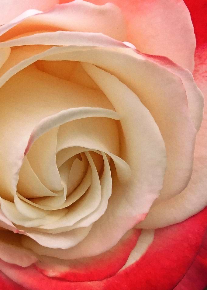 Rose 6