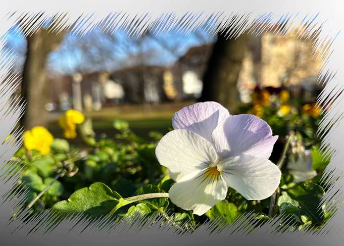 Silver white pansy