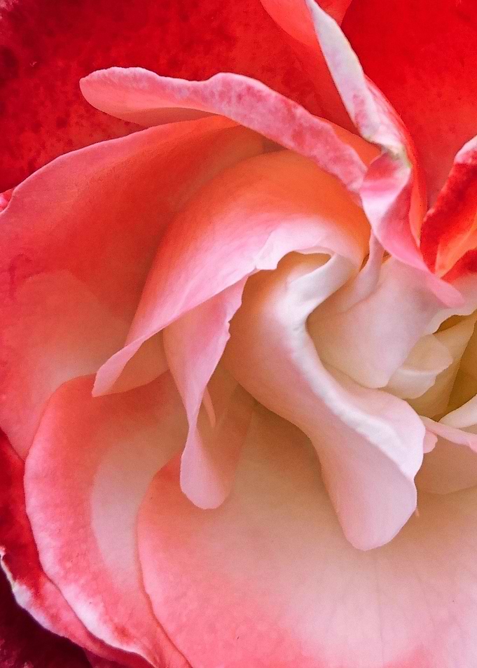 Rose 8