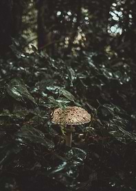 Peak a Boo with a Mushroom